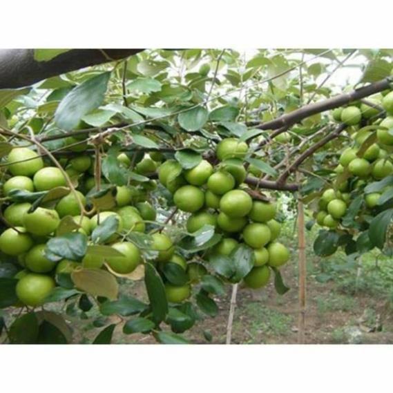 CÂY GIỐNG TÁO THÁI LAN