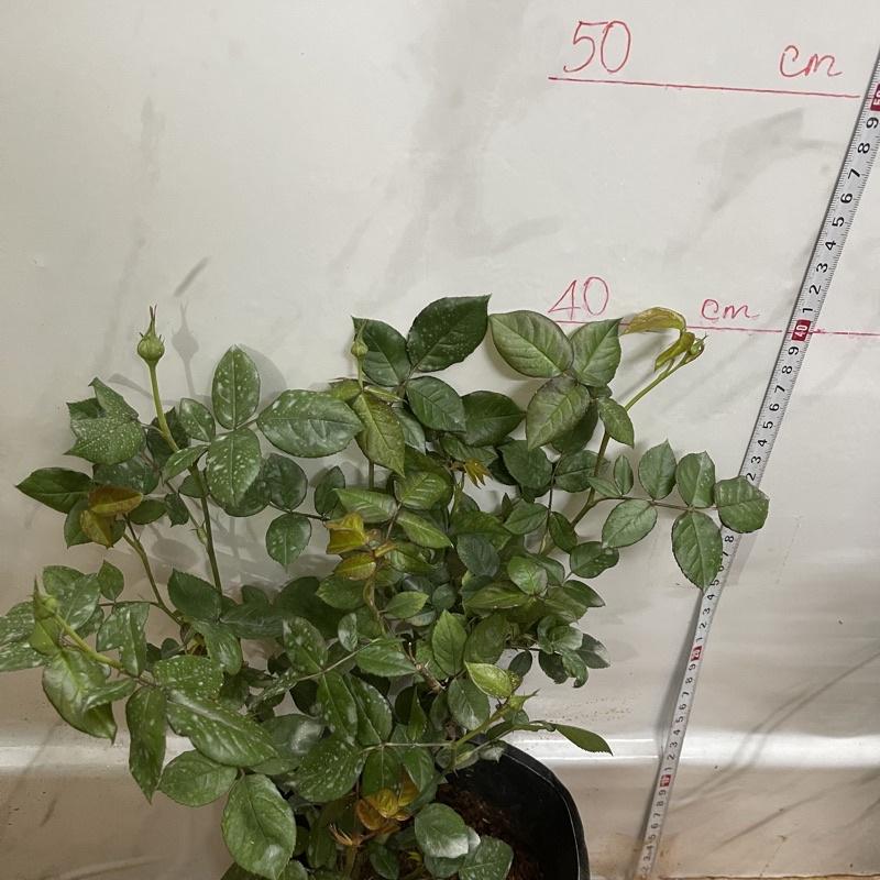 Hoa Hồng ngoại lilax Classic nụ sẵn- bầu to cây lớn trưởng thành