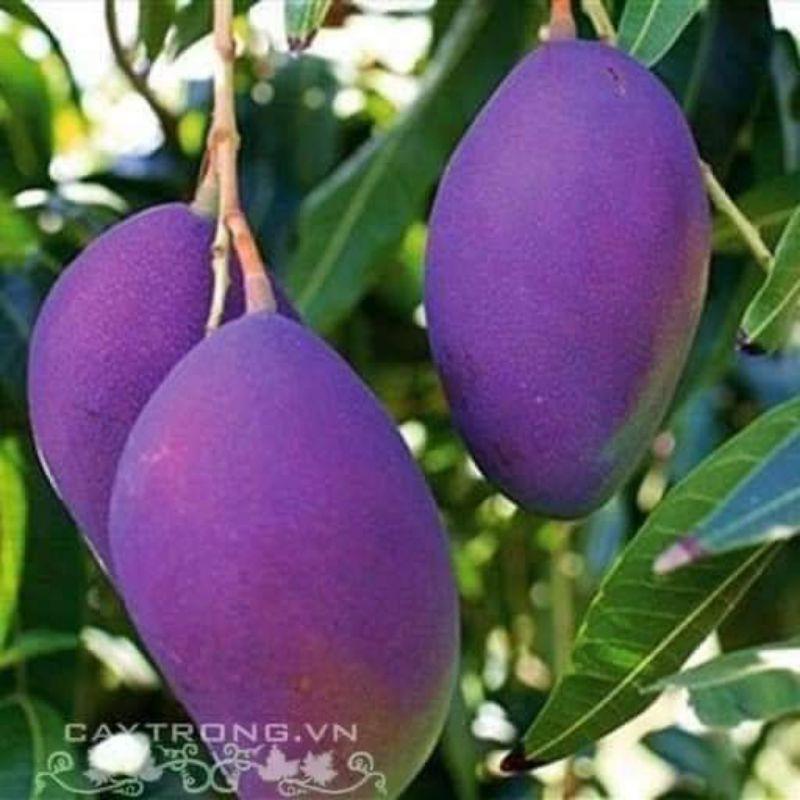 Cây giống xoài thái tím