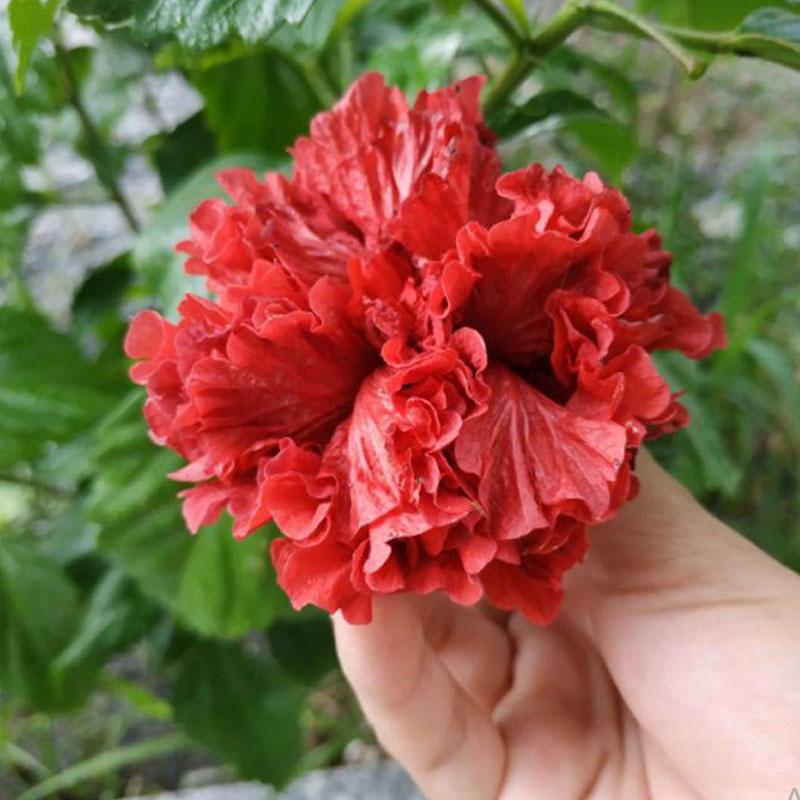 Cây Hoa Dâm Bụt cánh kép  - cây cảnh trong nhà + tặng phân bón cho cây mau lớn
