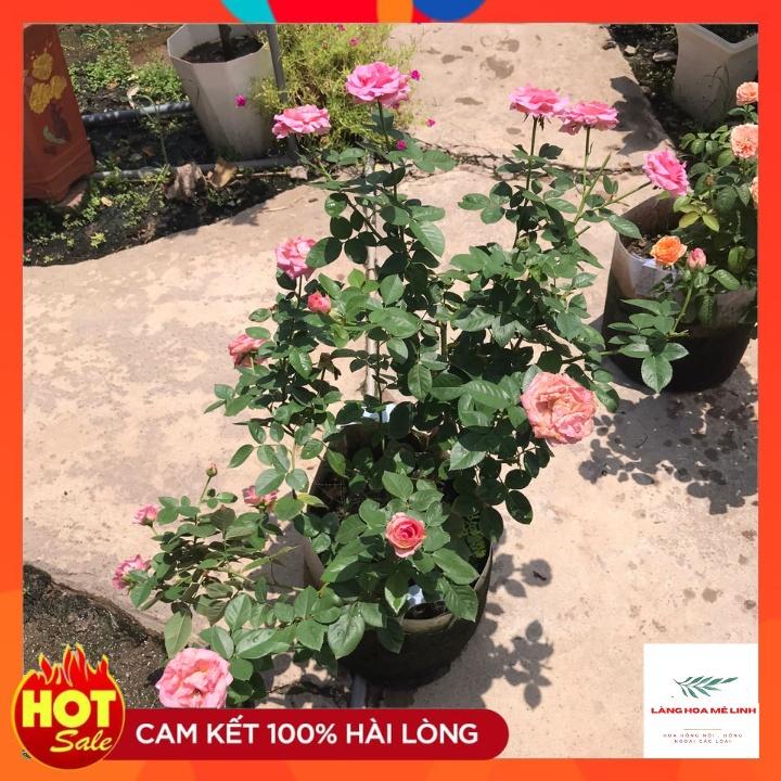 Cây hoa Hồng Ngoại  Bernadette Lafont Pháp - bông to khủng,hương thơm cổ điển