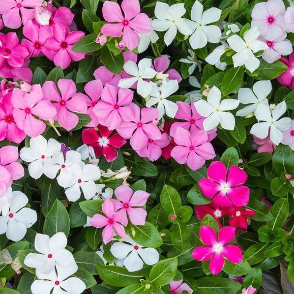 Hạt Giống Hoa Dừa Cạn Đứng Nhiều Màu Hà Lan