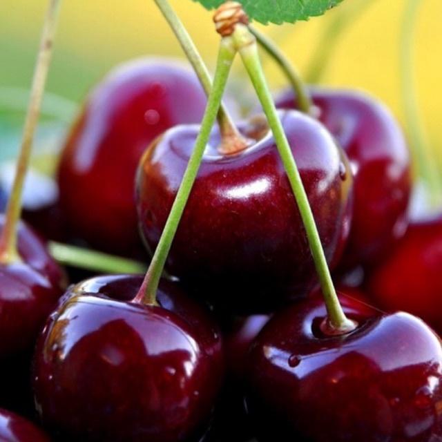 Cây cherry choai cao gần 1 mét tán rộng xum xuê (ảnh thật hình cuối)