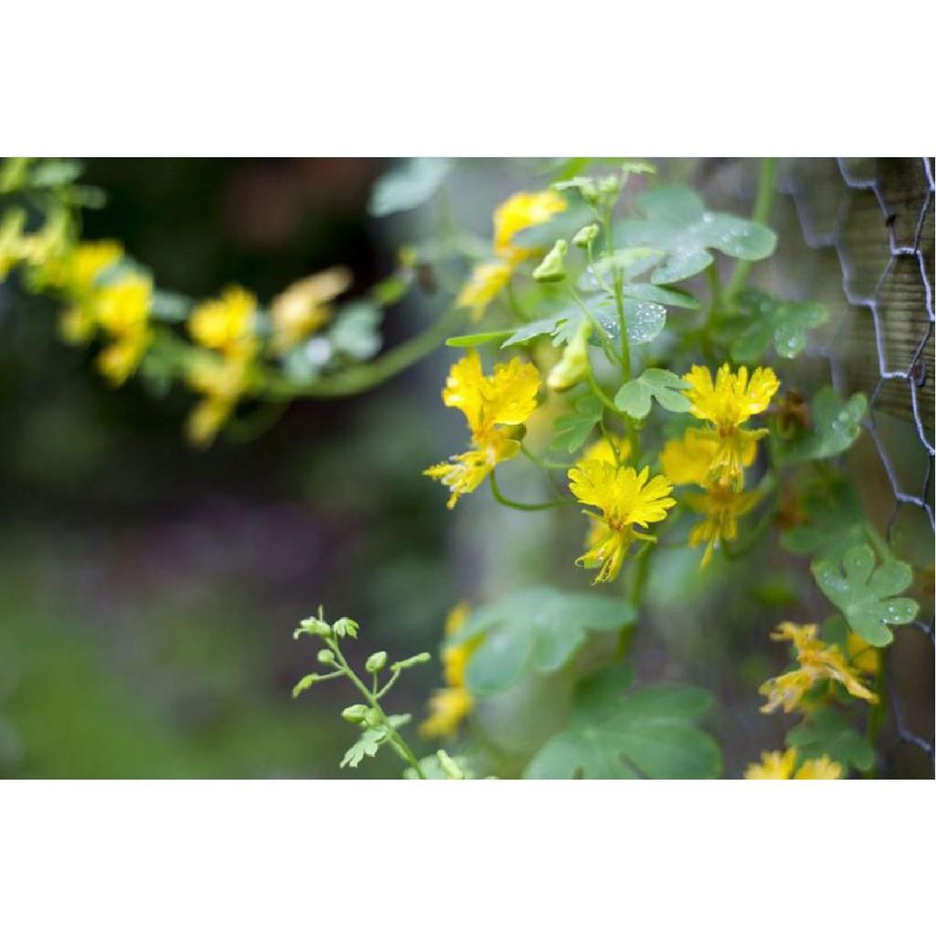 Hạt giống hoa dây leo cánh phượng - gói 4 hạt