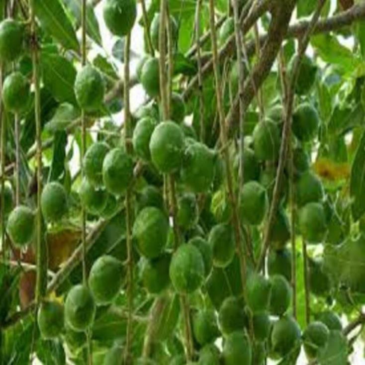 CÂY GIỐNG HẠT MACCA HÀNG GIEO HẠT