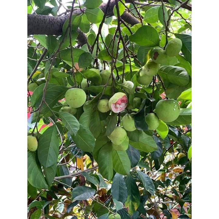 Cây giống chay ruột đỏ