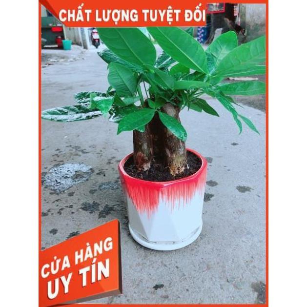 Chậu Kim Ngân 3 Thân