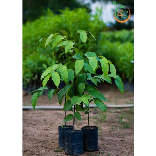 1 KG HẠT GIỐNG SAO ĐEN. .