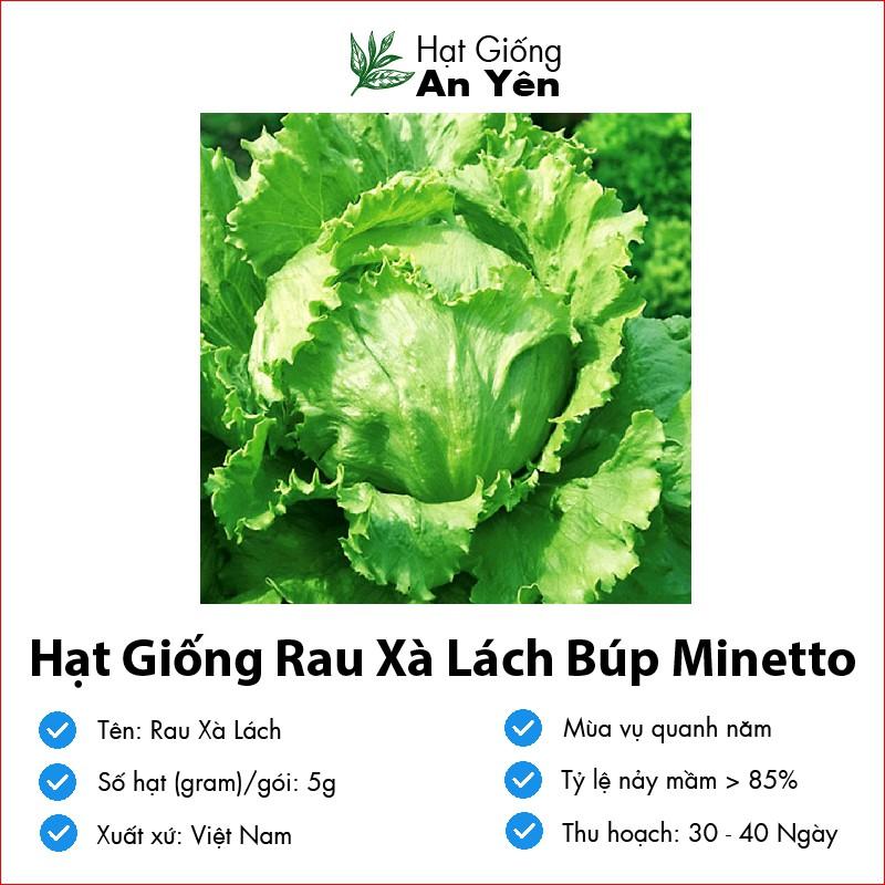 Hạt giống Xà Lách Búp Minetto thu hoạch sớm, dễ trồng, nảy mầm cao, sinh trưởng khoẻ
