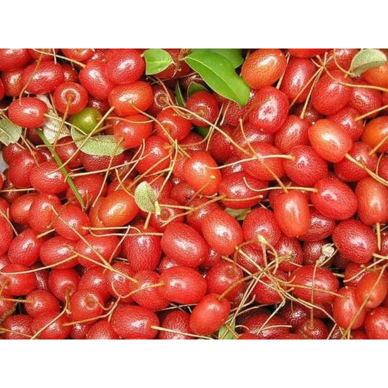 CÂY GIỐNG NHÓT NGỌT CHERRY SIÊU SỚM