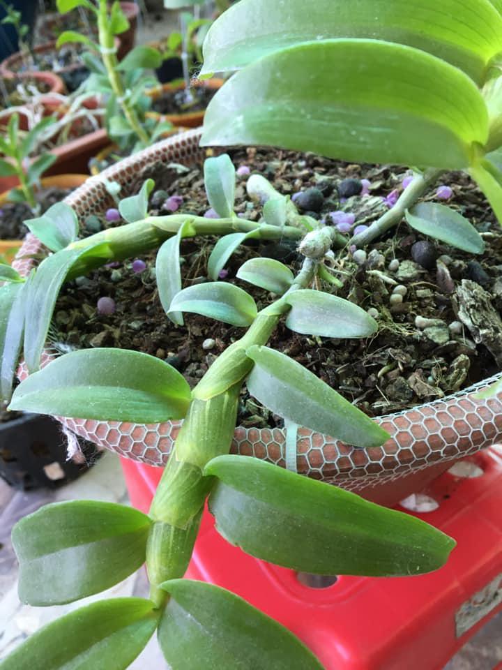 Lan Phi điệp 5 CÁNH TRẮNG VIỆT BẮC