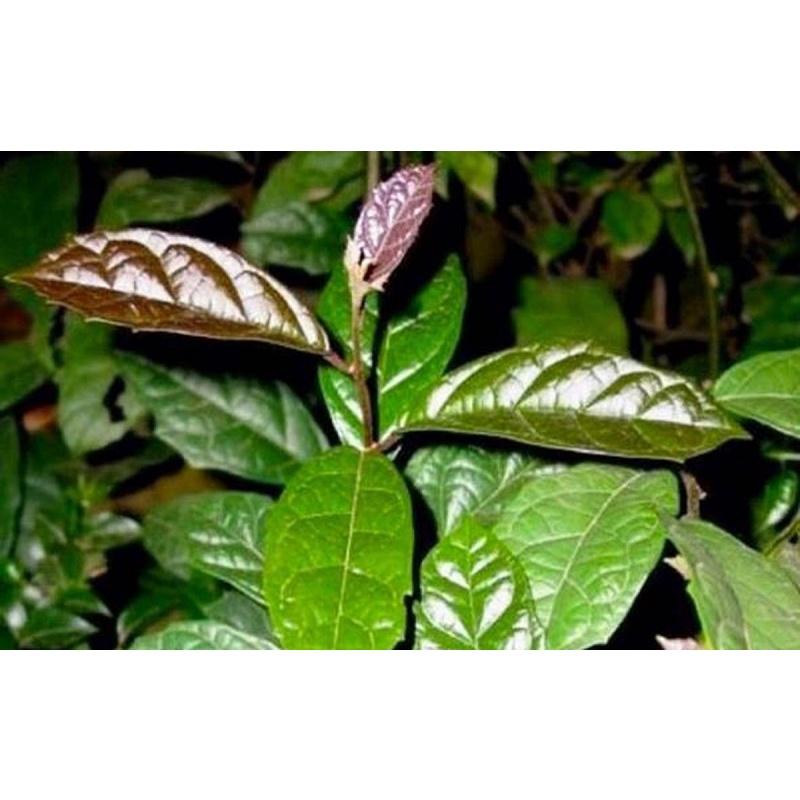 CÂY XẠ ĐEN GIỐNG
