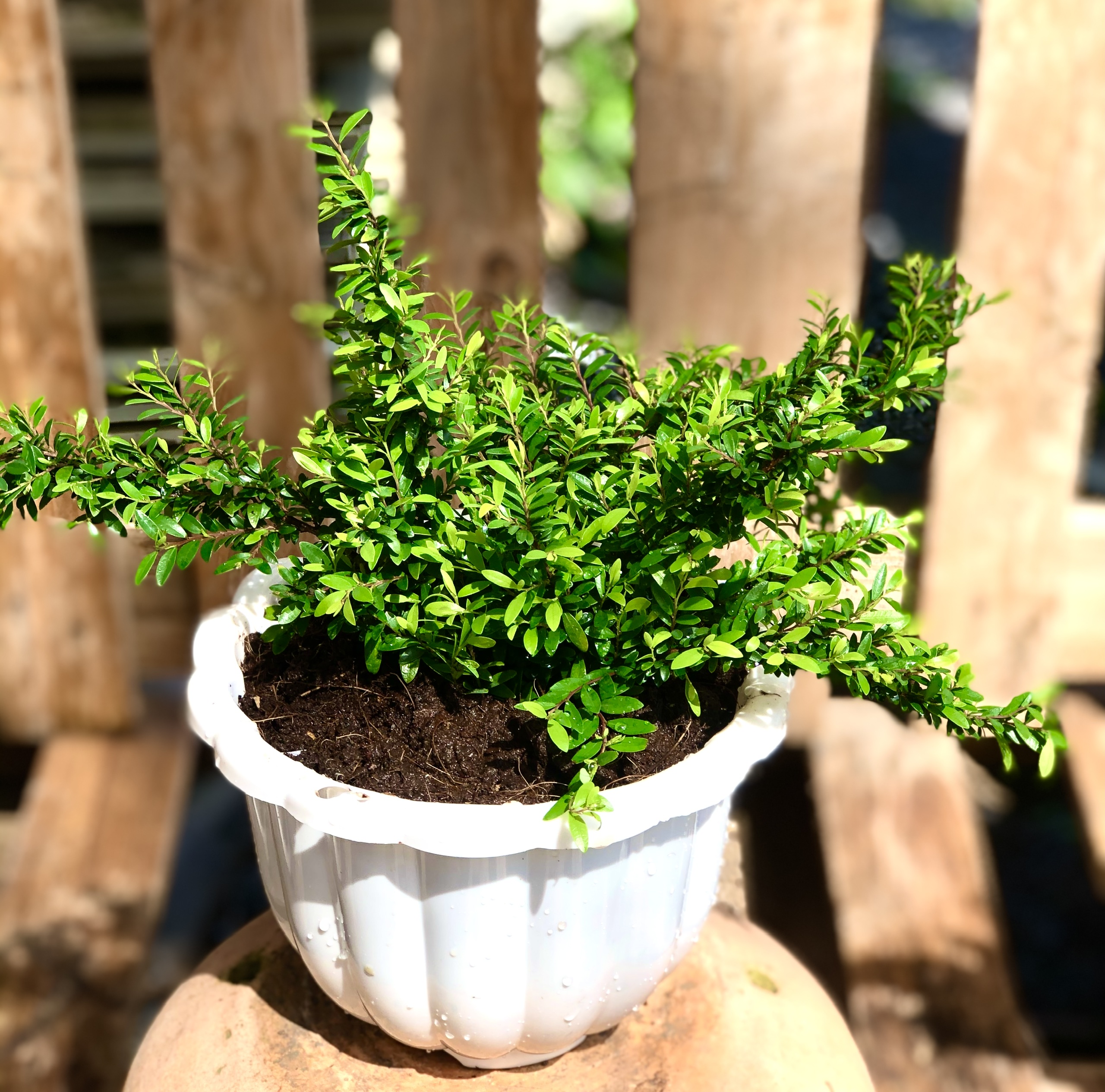 Cây sơn liễu lá dài