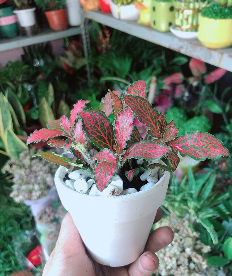 Chậu Cây Cẩm Nhung Đỏ Đậm