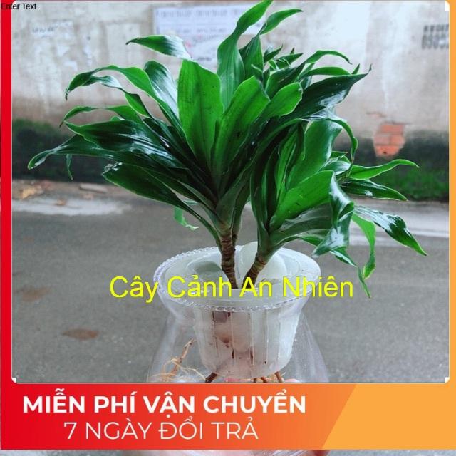 Chậu Cây Phát Tài Thuỷ Sinh