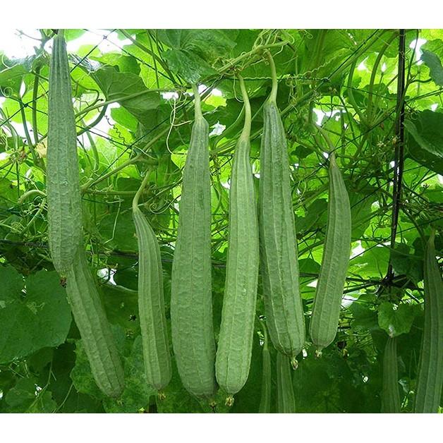 Gói 10 hạt giống mướp khía F1