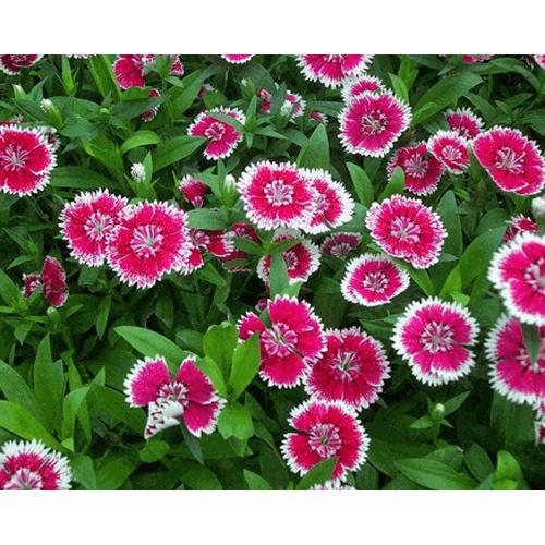 Hoa cẩm chướng nhiều màu , đóng gói 0.1gr