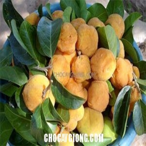 Cây Chay Đỏ Bắc Bộ
