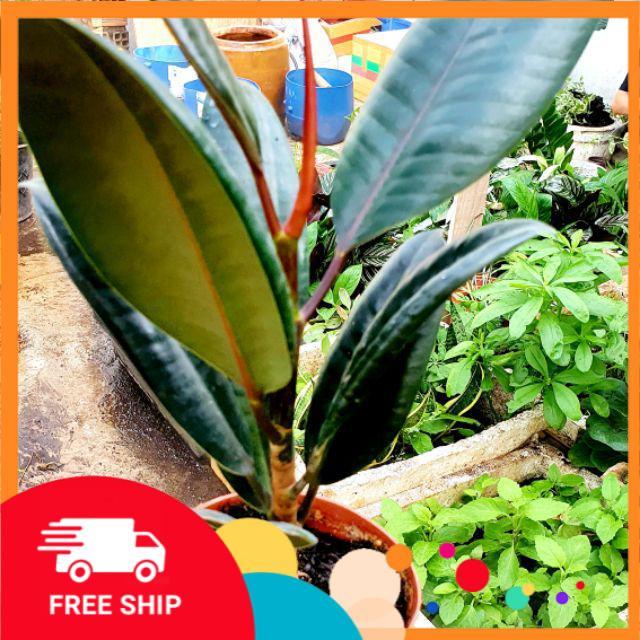 Cây đẹp, Cây đa búp đỏ trồng làm cảnh, lọc không khí