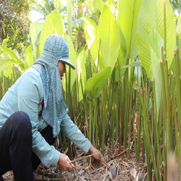 CÂY LÁ DONG GÓI BÁNH, CÂY GIỐNG ĐẢM BẢO CHẤT LƯỢNG