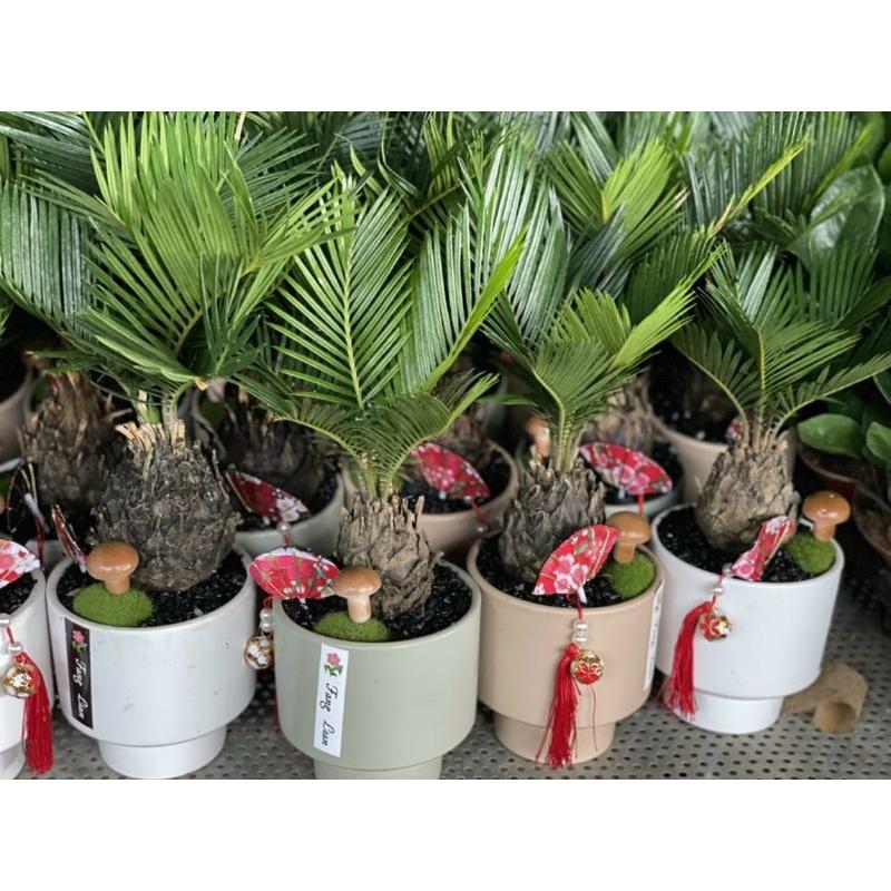 Chậu cây vạn tuế