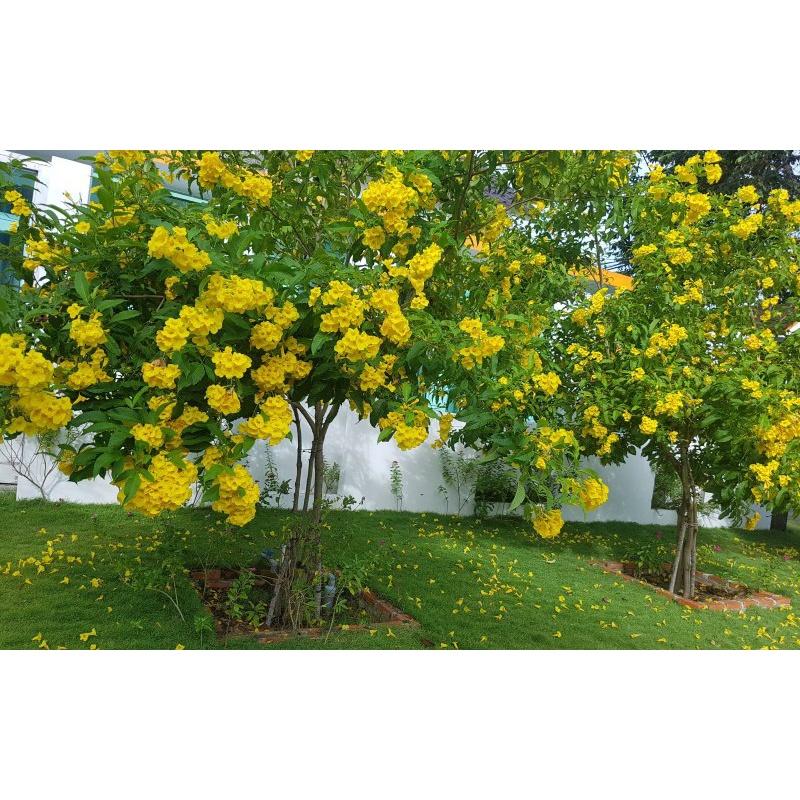 0,5 KG HẠT GIỐNG CÂY CHUÔNG VÀNG frEEship Extra + hoàn xu Extra + ]