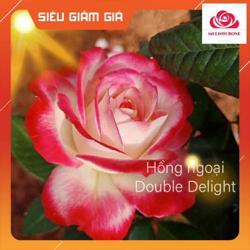 Hoa Hồng Bụi Double Delight, Hoa thơm màu Hồng Song Hỷ