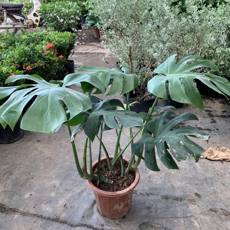 Cây trầu bà nam mỹ Monstera cao 50cm, nhánh lá xum xuê xanh tươi quanh năm, cây phong thuỷ trồng nội thất, sân vườn