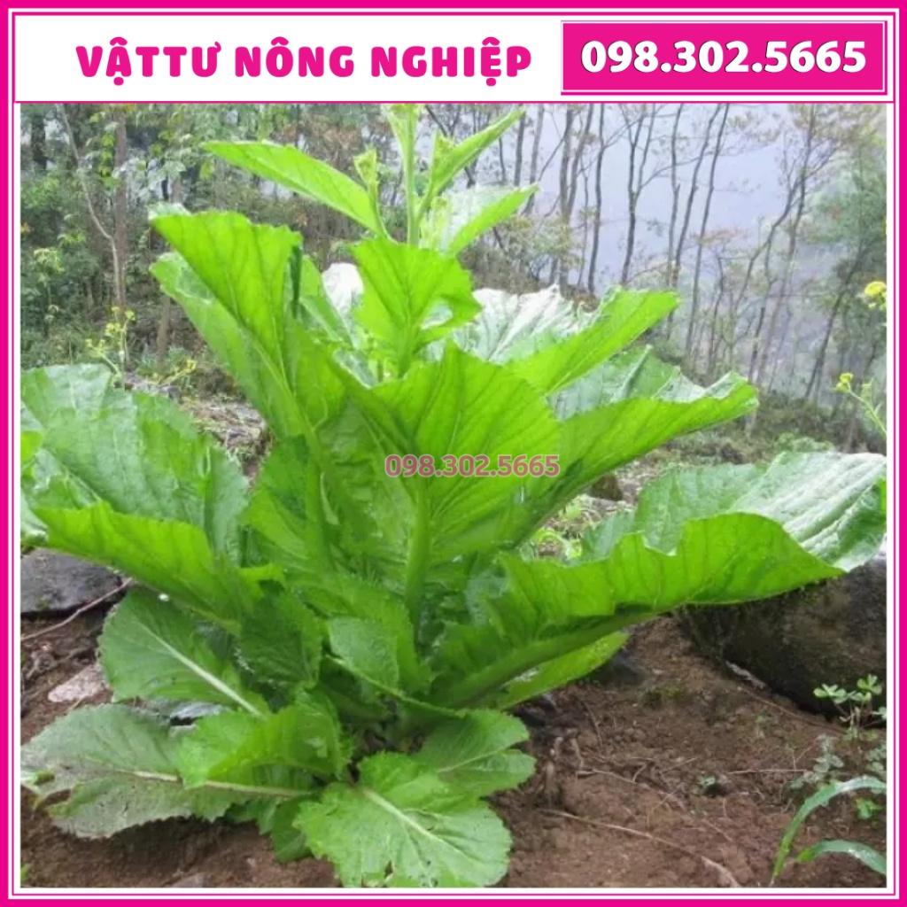 Hạt giống rau cải mèo cao sản, nảy mầm đồng đều, dễ trồng dễ chăm sóc, năng suất cao, kháng sâu bệnh