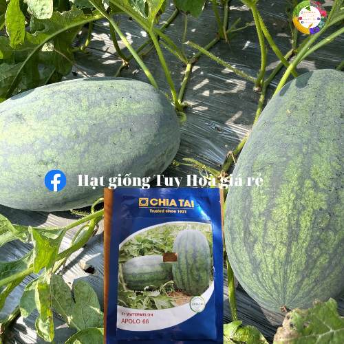 Hạt giống dưa hấu Apolo 66 lai F1 gói 20 gram