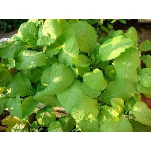 20 gram hạt giống rau cải mơ