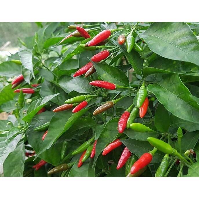 HẠT GIỐNG ỚT XIÊM ỚT HIỂM XANH