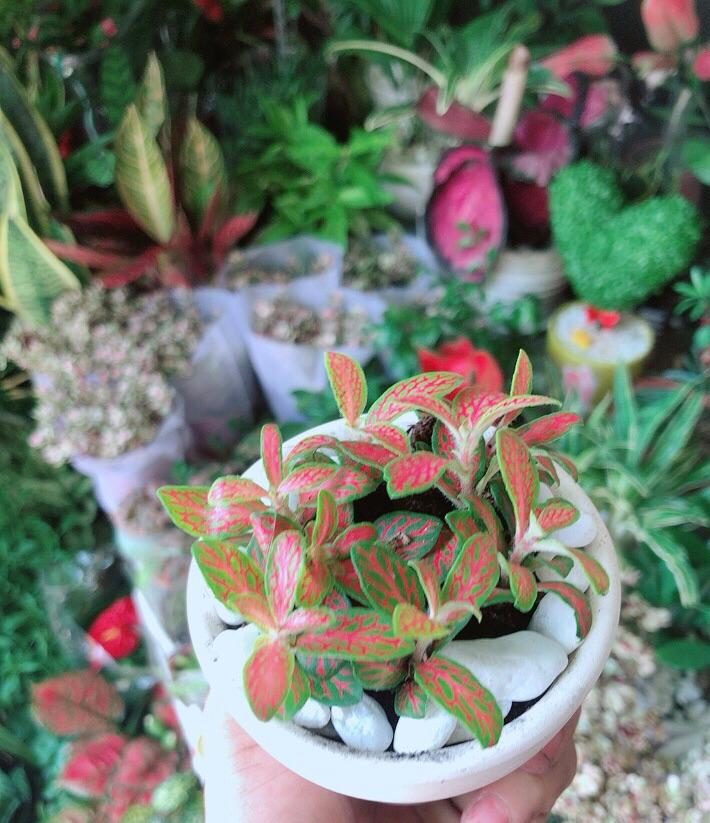 Chậu Cây Cẩm Nhung Cam