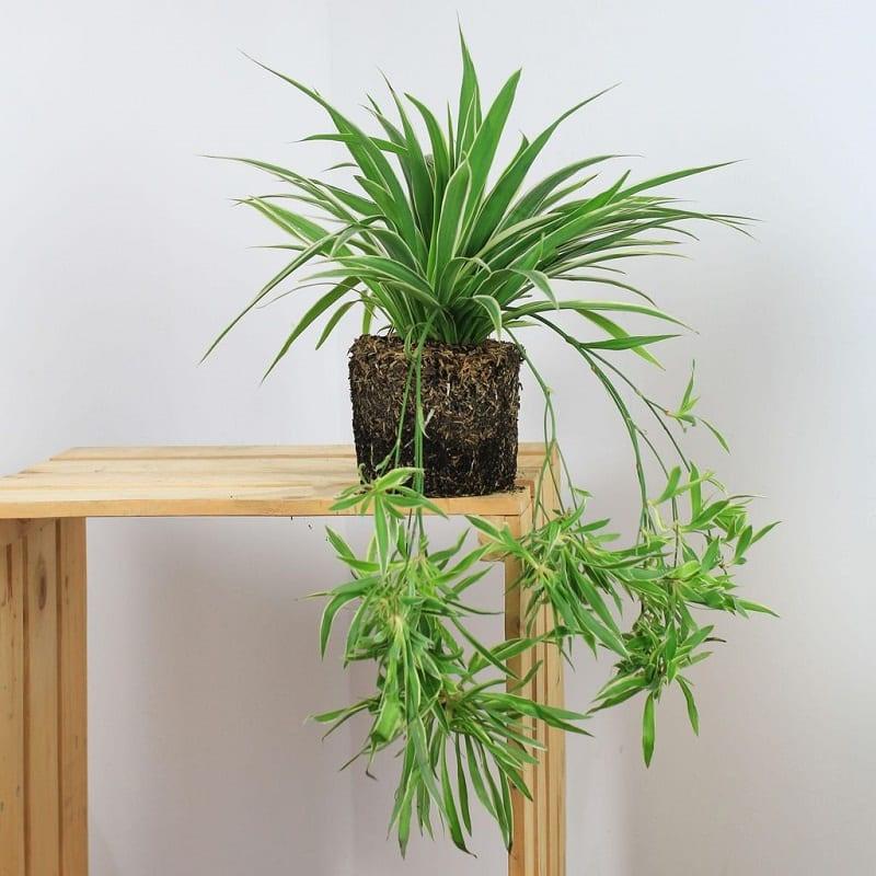 Combo 10c giống cỏ lan chi