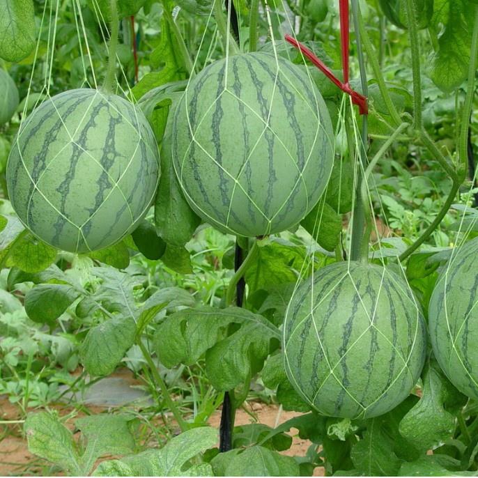 Hạt giống dưa hấu siêu ngọt F1 cao sản - gói 20 hạt - dễ nảy mầm, kháng sâu bệnh, năng suất cao