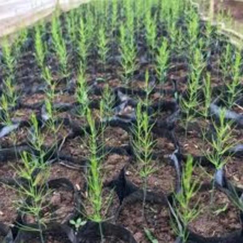 Cây giống Măng Tây xanh cây giống chuẩn F1