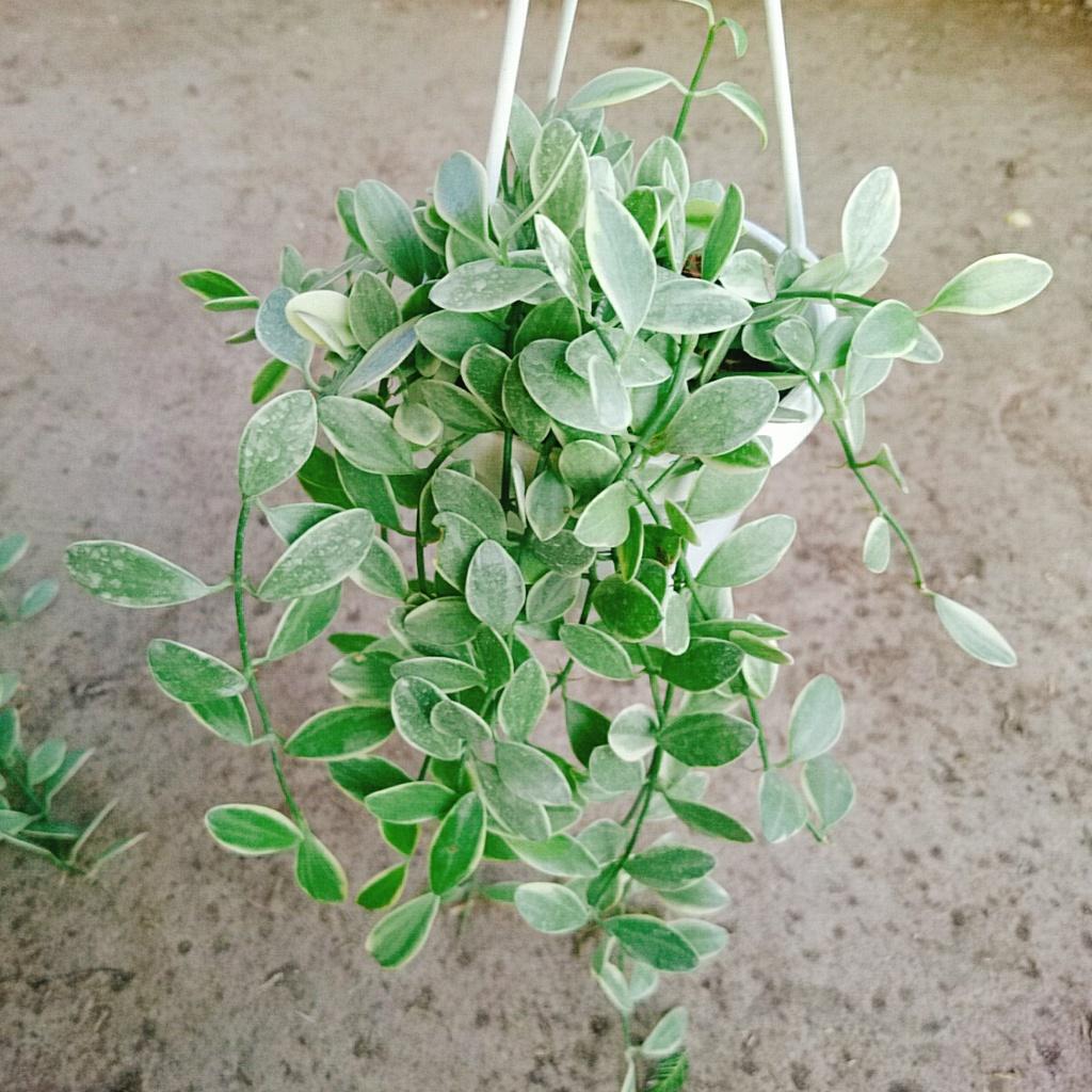 Cây lan đô la cẩm thạch - cây lan hạt dưa - chậu cây cảnh treo tường và ban công