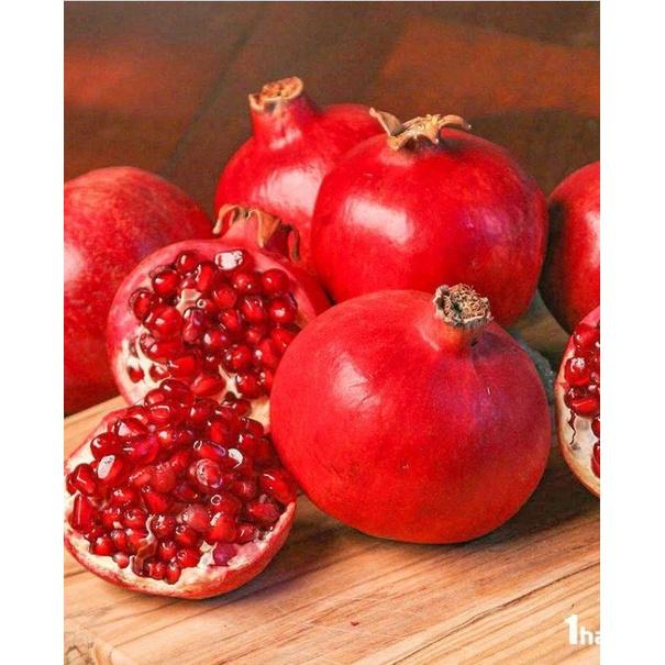 Hạt giống cây ăn trái lựu lùn ấn độ KNS3496 - Gói 10 hạt