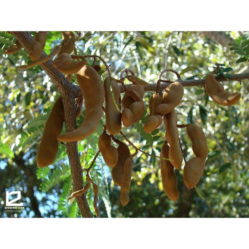 Cây giống cây me chua cao sản