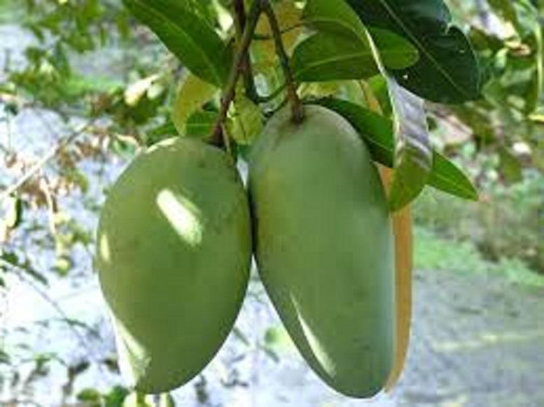 Cây XOÀI THÁI NIỀM NAM ghép, cây giống tốt