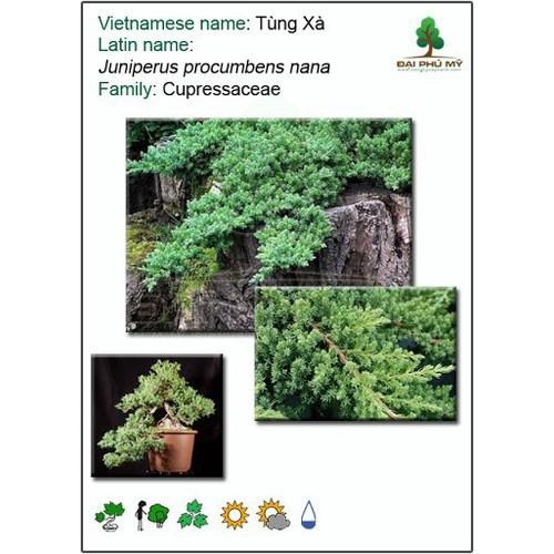 CÂY TÙNG XÀ BONSAI,CÂY TÙNG XÀ BONSAI - CÂY THỦY TÙNG - NGỌA TÙNG SIÊU ĐẸP - CTXBDCTTNT