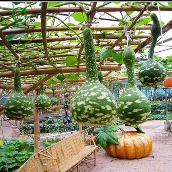 Hạt giống bầu thiên nga F1 KNS320 - Gói 5 hạt