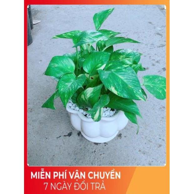 Chậu Trầu Bà Xanh