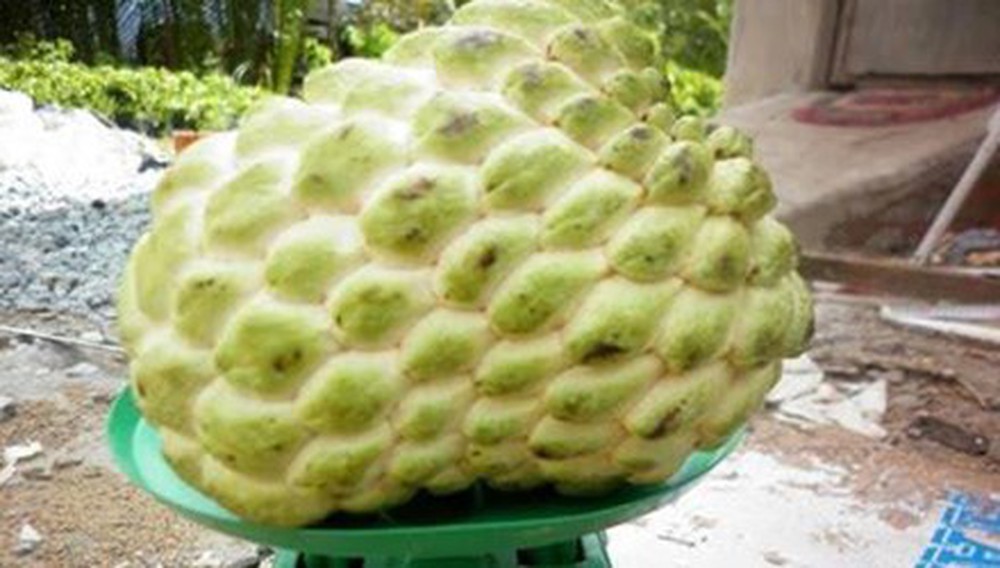 Bộ 1 gói Hạt giống na thái lan