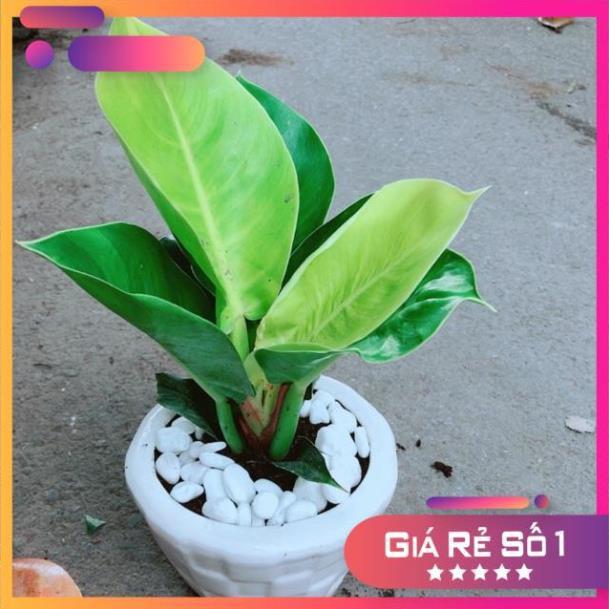 Chậu Cây Trầu Bà Đế Vương