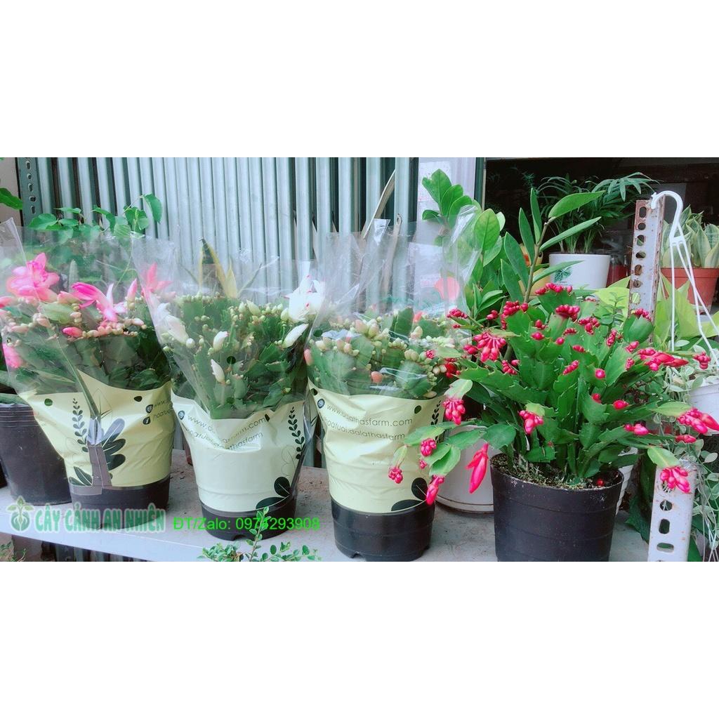 Chậu Cây Càng Cua