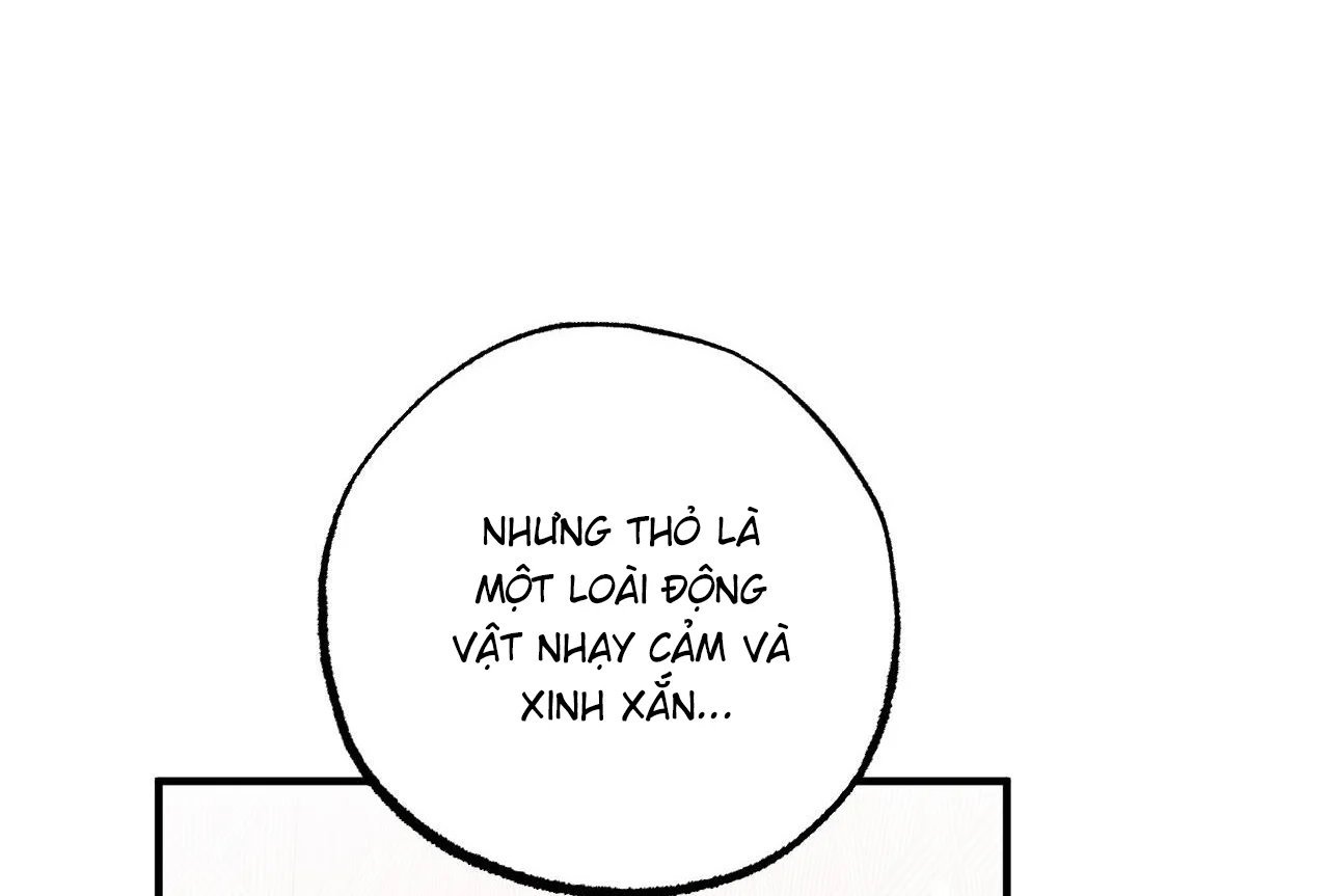 những chú thỏ của hapypy chapter 65 34