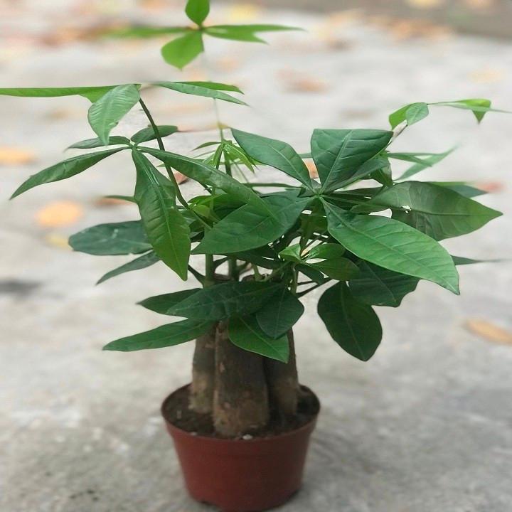 Cây kim ngân 3 thân cây đẹp chuẩn giống