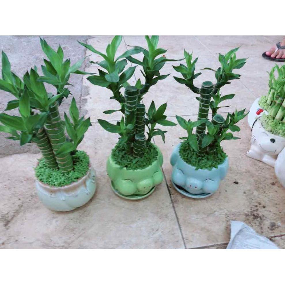 Chậu cây trúc Bán Chạy