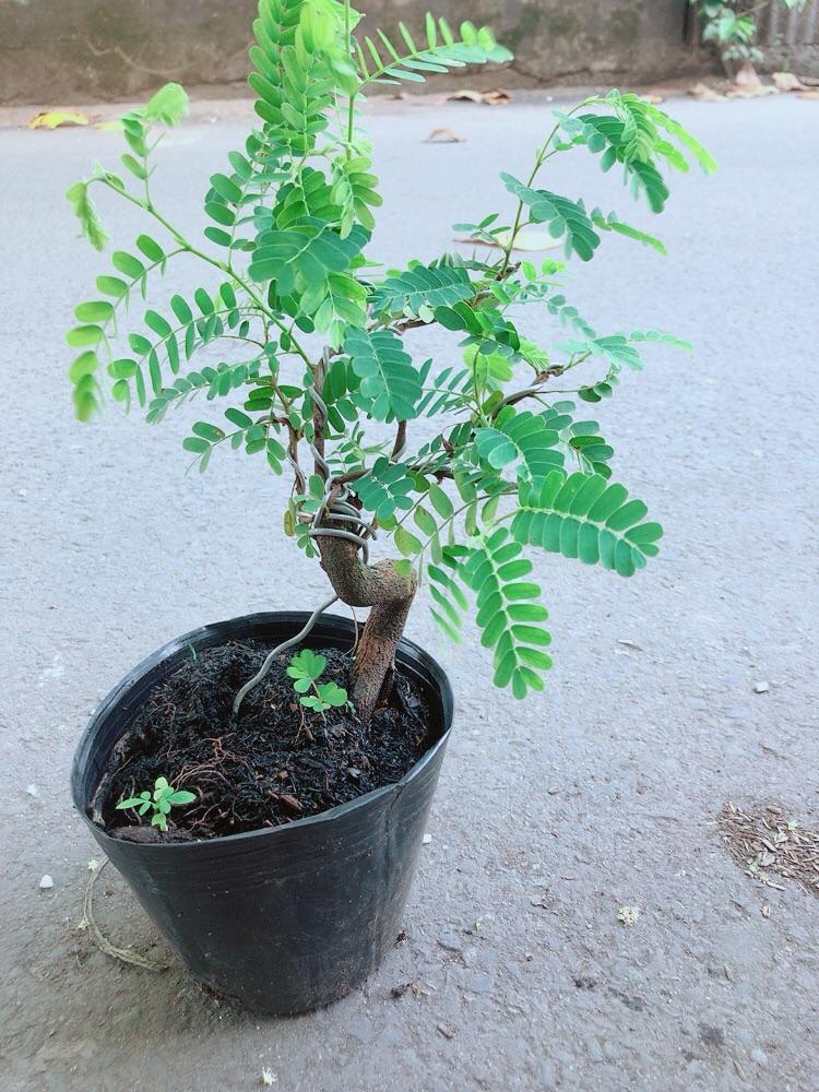 Cây Me Bonsai